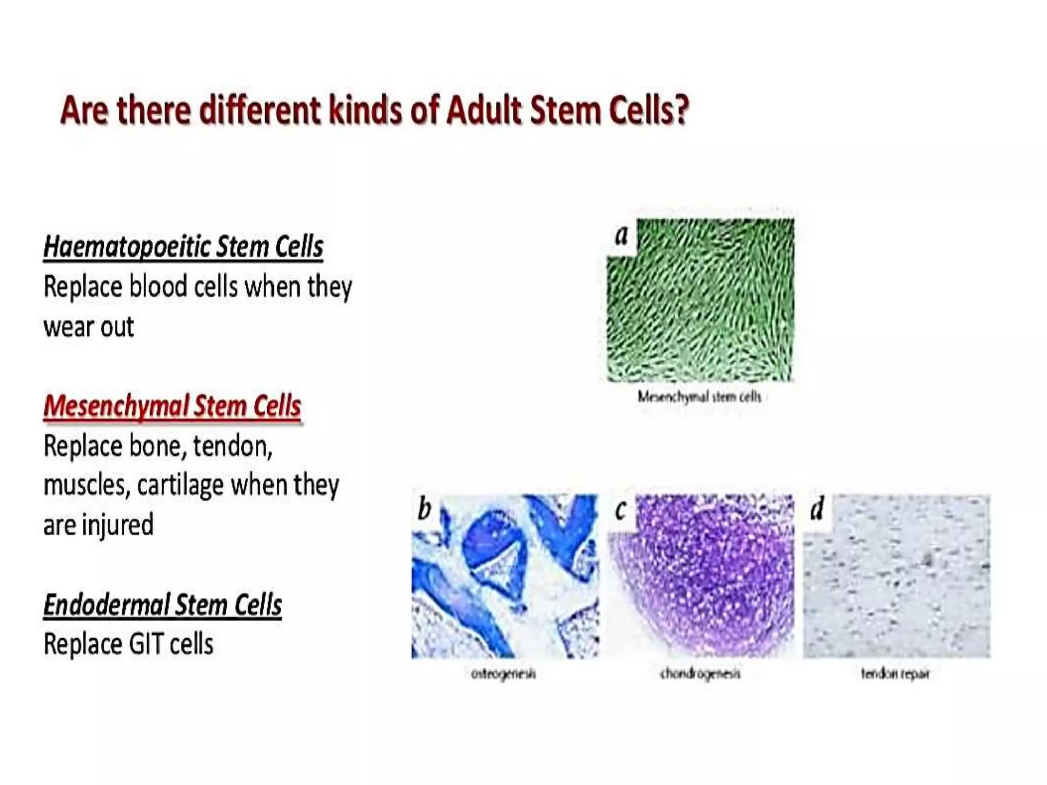 Stem cells biology and their application in clinical medicine | PPTX