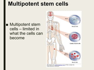 Multipotent stem cells
■ Multipotent stem
cells – limited in
what the cells can
become
 
