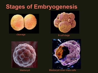 Stages of Embryogenesis
blastocyst Blastocyst inner mass cells
8-cell stage
cleavage
 