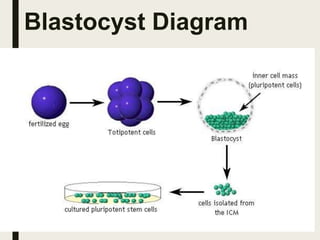 Blastocyst Diagram
 