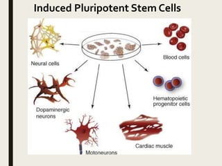 Induced Pluripotent Stem Cells
 
