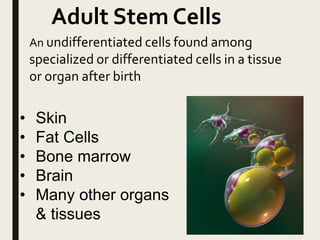 • Skin
• Fat Cells
• Bone marrow
• Brain
• Many other organs
& tissues
Adult Stem Cells
An undifferentiated cells found among
specialized or differentiated cells in a tissue
or organ after birth
 