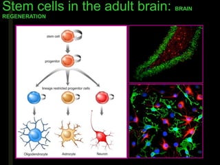 Stem cells in the adult brain: BRAIN
REGENERATION
 