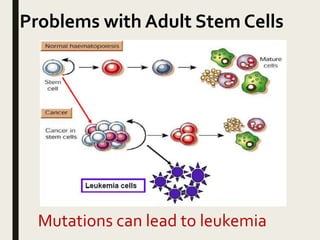 Mutations can lead to leukemia
Problems with Adult Stem Cells
 