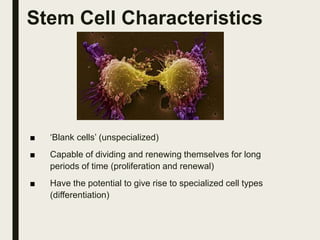 Stem Cell Characteristics
■ ‘Blank cells’ (unspecialized)
■ Capable of dividing and renewing themselves for long
periods of time (proliferation and renewal)
■ Have the potential to give rise to specialized cell types
(differentiation)
 