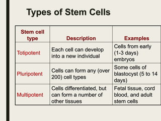 Types of Stem Cells
Stem cell
type Description Examples
Totipotent
Each cell can develop
into a new individual
Cells from early
(1-3 days)
embryos
Pluripotent
Cells can form any (over
200) cell types
Some cells of
blastocyst (5 to 14
days)
Multipotent
Cells differentiated, but
can form a number of
other tissues
Fetal tissue, cord
blood, and adult
stem cells
 
