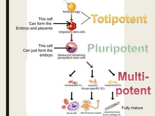 This cell
Can form the
Embryo and placenta
This cell
Can just form the
embryo
Fully mature
 
