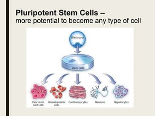 Pluripotent Stem Cells –
more potential to become any type of cell
 