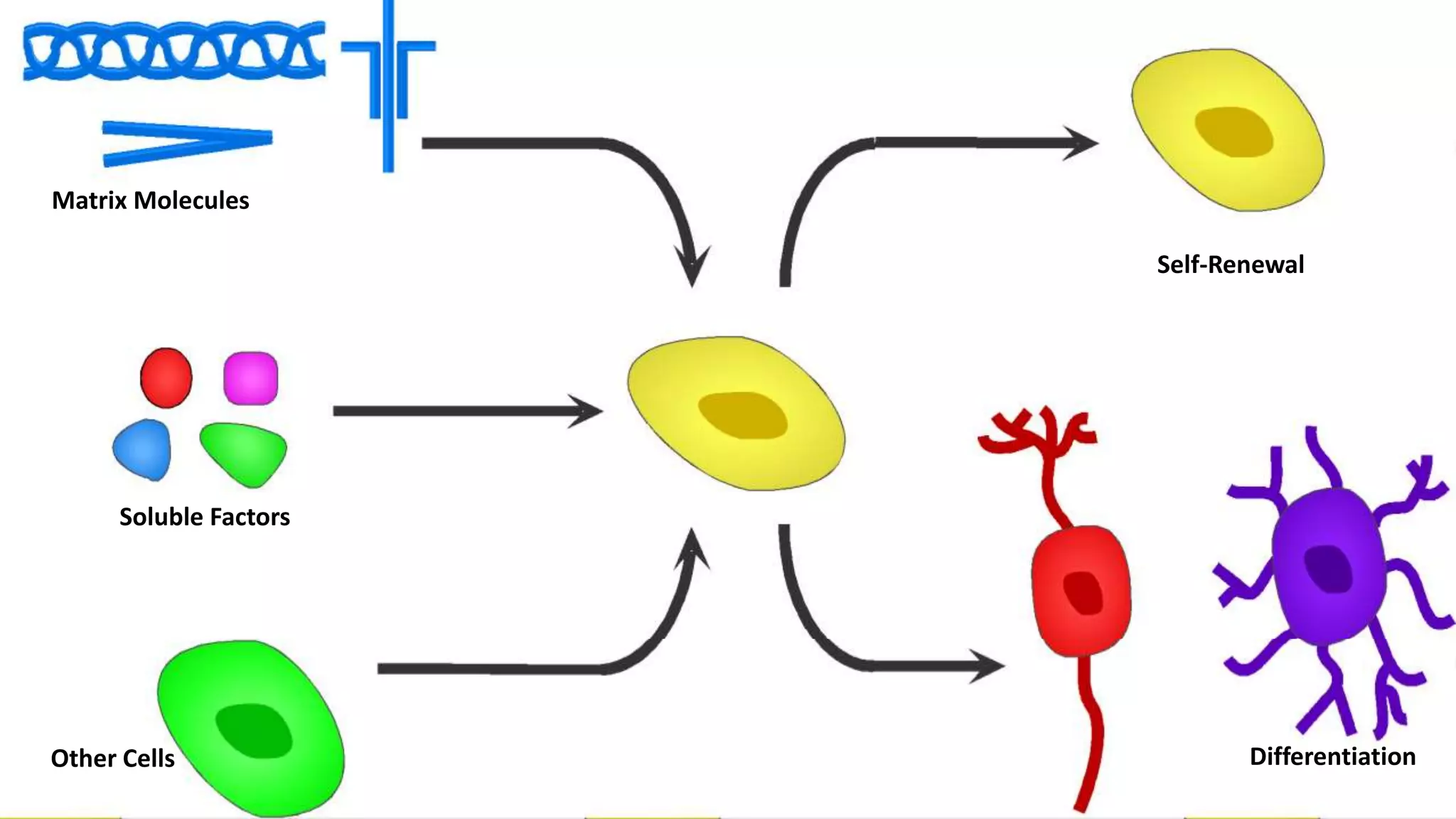 Matrix Molecules
Soluble Factors
Other Cells
Self-Renewal
Differentiation
 