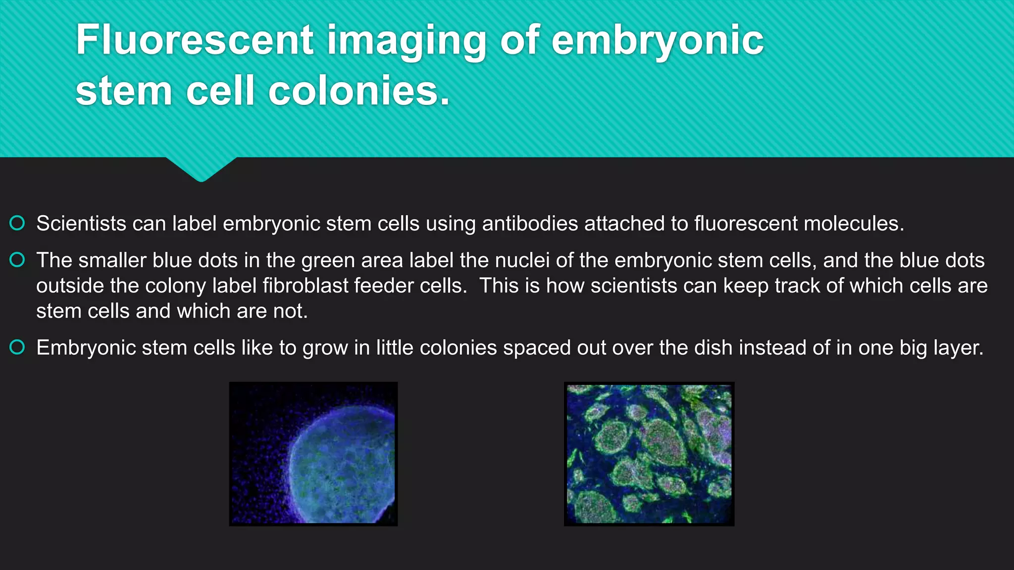 Fluorescent imaging of embryonic
stem cell colonies.
 Scientists can label embryonic stem cells using antibodies attached to fluorescent molecules.
 The smaller blue dots in the green area label the nuclei of the embryonic stem cells, and the blue dots
outside the colony label fibroblast feeder cells. This is how scientists can keep track of which cells are
stem cells and which are not.
 Embryonic stem cells like to grow in little colonies spaced out over the dish instead of in one big layer.
 