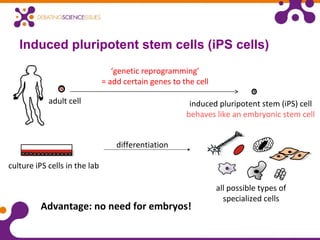 Induced pluripotent stem cells (iPS cells)
adult cell
‘genetic reprogramming’
= add certain genes to the cell
induced pluripotent stem (iPS) cell
behaves like an embryonic stem cell
Advantage: no need for embryos!
all possible types of
specialized cells
culture iPS cells in the lab
differentiation
 