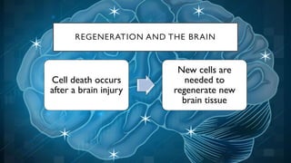 REGENERATION AND THE BRAIN
Cell death occurs
after a brain injury
New cells are
needed to
regenerate new
brain tissue
 