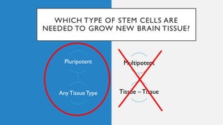 WHICH TYPE OF STEM CELLS ARE
NEEDED TO GROW NEW BRAIN TISSUE?
Multipotent
Tissue – Tissue
Pluripotent
Any Tissue Type
 