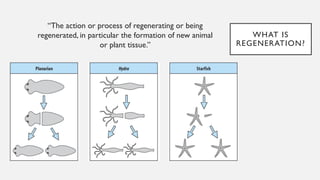 WHAT IS
REGENERATION?
“The action or process of regenerating or being
regenerated, in particular the formation of new animal
or plant tissue.”
 