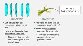 PLURIPOTENT
• Can a single stem cell
regenerate a whole animal?
YES
• Flatworms (planaria) have
pluripotent stem cells
• These cells that can make
ALL the cell types of the
animal’s body
• Are these the same cells to
regenerate a lizard’s tail? NO
• These are multipotent
tissue-specific stem cells
• These cells only make the
types of cells in that
particular tissue
MULTIPOTENT
WHAT IS
REGENERATION?
 