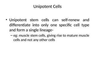 Unipotent Stem cells-what are they & why do we need them.pptx