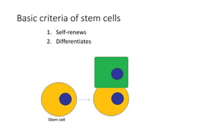 Basic criteria of stem cells
1. Self-renews
2. Differentiates
Progenitor cell
Stem cell Stem cell
 