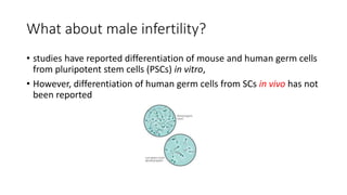 What about male infertility?
• studies have reported differentiation of mouse and human germ cells
from pluripotent stem cells (PSCs) in vitro,
• However, differentiation of human germ cells from SCs in vivo has not
been reported
 