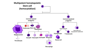 Multipotent hematopoietic
Stem cell
(hemocytoblast)
Common myeloid
progenitor
Common Lymphoid
progenitor
Small lymphocyte
B lymphocyte T lymphocyte
Natural killer cell
(Large granular Lymphocyte)
Plasma cell
Monocyte
Macrophage
EosinophilBasophil
Thrombocyte
Megakaryocyte
Erythrocyte Mast cell
Mayeloblast
Neutrophil
 