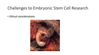 Challenges to Embryonic Stem Cell Research
• Ethical considerations
 
