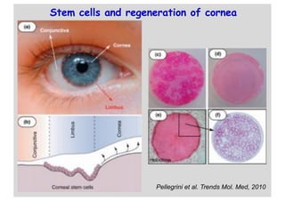 Stem cells in regenerative biology and medicine | PDF
