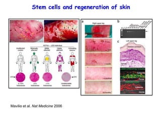 Stem cells in regenerative biology and medicine | PDF