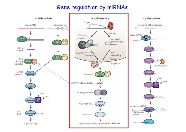 Mirna Dcr Pasha Nature Reviews Genetics Mirna Dcr Pasha Nature Reviews Genetics