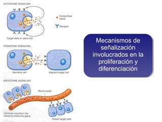 Dos Modelos para la heterogeneidad del Cancer
1. Todas las células cancerígenas son potenciales
cancer stem cells pero con...