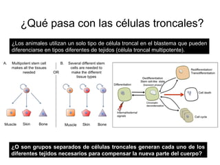 Stem Cell clinical grade Biology for human therapies
