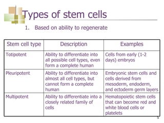 Types of stem cells Based on ability to regenerate Stem cell type Description Examples Totipotent Ability to differentiate into all possible cell types, even form a complete human Cells from early (1-2 days) embryos Pleuripotent Ability to differentiate into almost all cell types, but cannot form a complete human Embryonic stem cells and cells derived from mesoderm, endoderm, and ectoderm germ layers Multipotent Ability to differentiate into a closely related family of cells Hematopoietic stem cells that can become red and white blood cells or platelets 