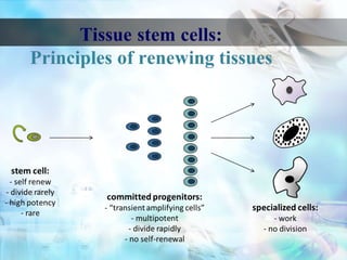 Stem cells | PPTX
