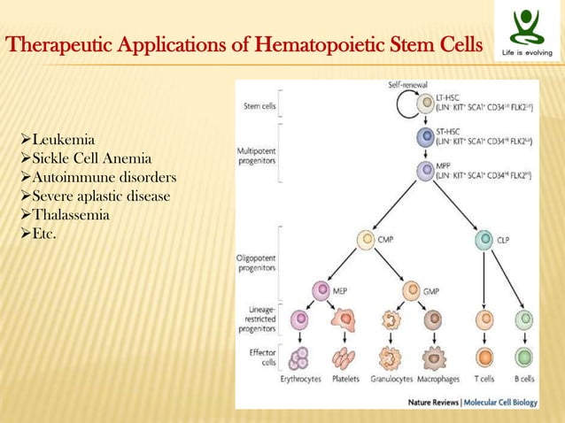 Stem cells niche and therapeutic applications | PPTX