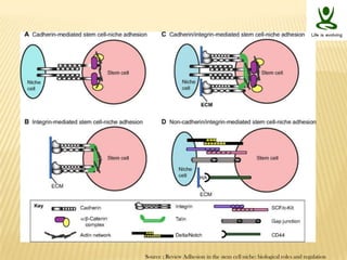 Stem cells niche and therapeutic applications | PPTX