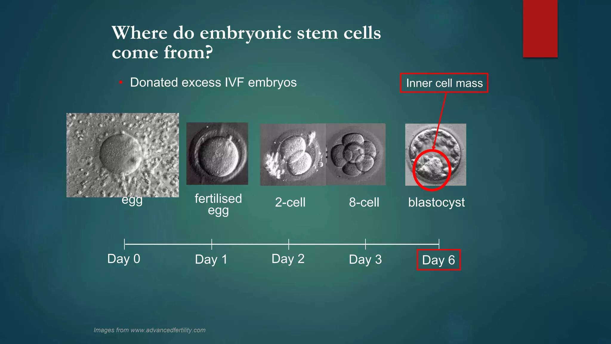 Stem cells ppt | PPTX