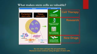 Stem cells ppt | PPTX