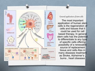 stem cells ppt (1).pptx