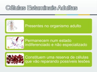 Células Estaminais Adultas 