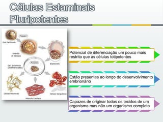 Células Estaminais Pluripotentes