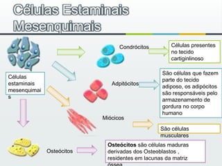 Células Estaminais MesenquimaisCélulas presentes no tecido cartiginlinosoCondrócitosSão células que fazem parte do tecido adiposo, os adipócitos são responsáveis pelo armazenamento de gordura no corpo humanoCélulas estaminais mesenquimaisAdpitócitosMiócicosSão células muscularesOsteócitos são células maduras derivadas dos Osteoblastos , residentes em lacunas da matriz ósseaOsteócitos