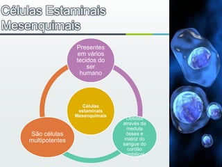 Células Estaminais Mesenquimais