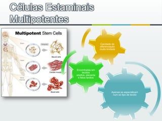 Células Estaminais Multipotentes 