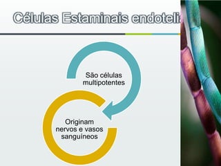 Células Estaminais endoteliais