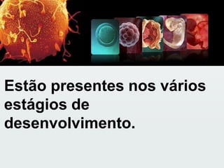 Estão presentes nos vários estágios de desenvolvimento. 