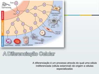 A Diferenciação Celular A diferenciação é um processo através do qual uma célula indiferenciada (célula estaminal) dá origem a células especializadas