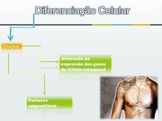 Diferenciação CelularEnvolve: Alteração na expressão dos genes da Célula estaminalFactores epigenéticos
