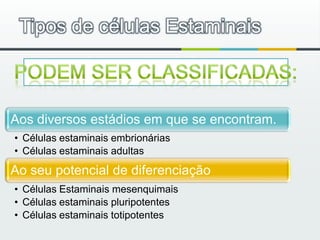 Tipos de células Estaminais Podem ser classificadas: