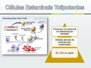 Células Estaminais Totipotentes