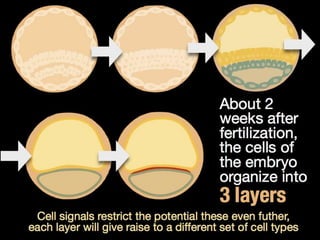 Understanding Stem Cells