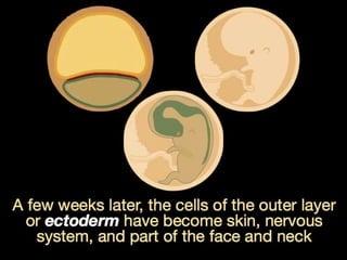 Understanding Stem Cells