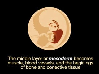 Understanding Stem Cells